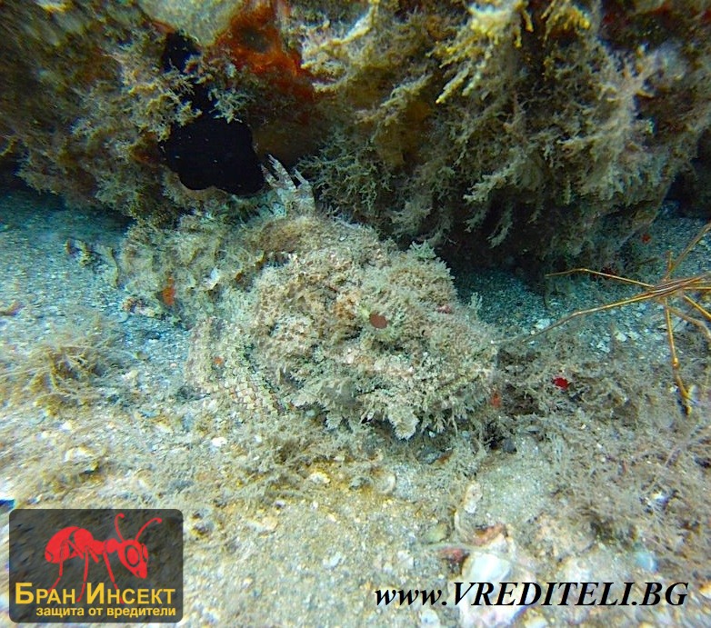 Какво е мимикрия при насекомите и животните - Бран Инсект